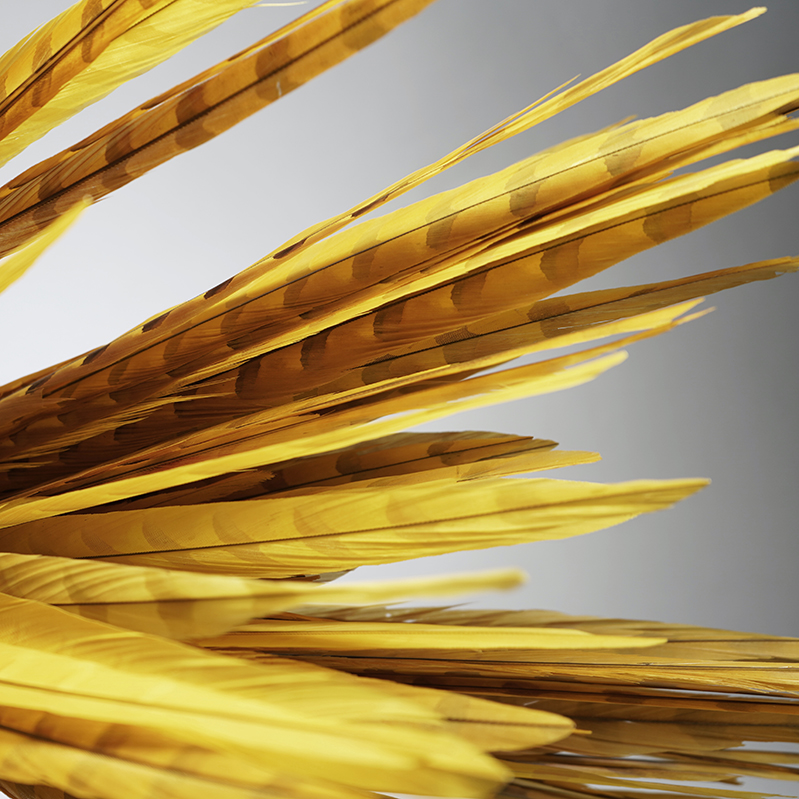 Plumes de faisan